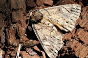 Electric Moth (Heliomystis electrica)